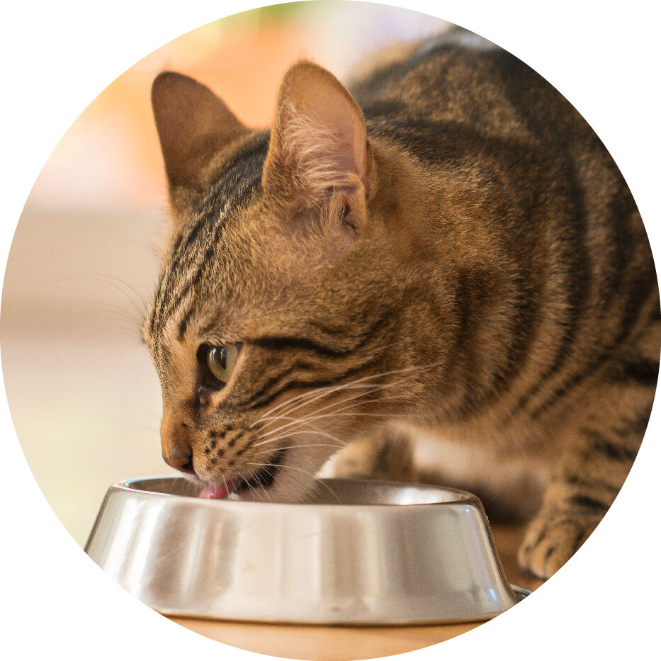 cat eating from bowl